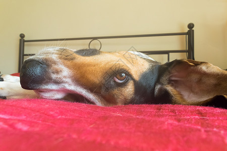 一只狗在床上的滑稽姿势图片
