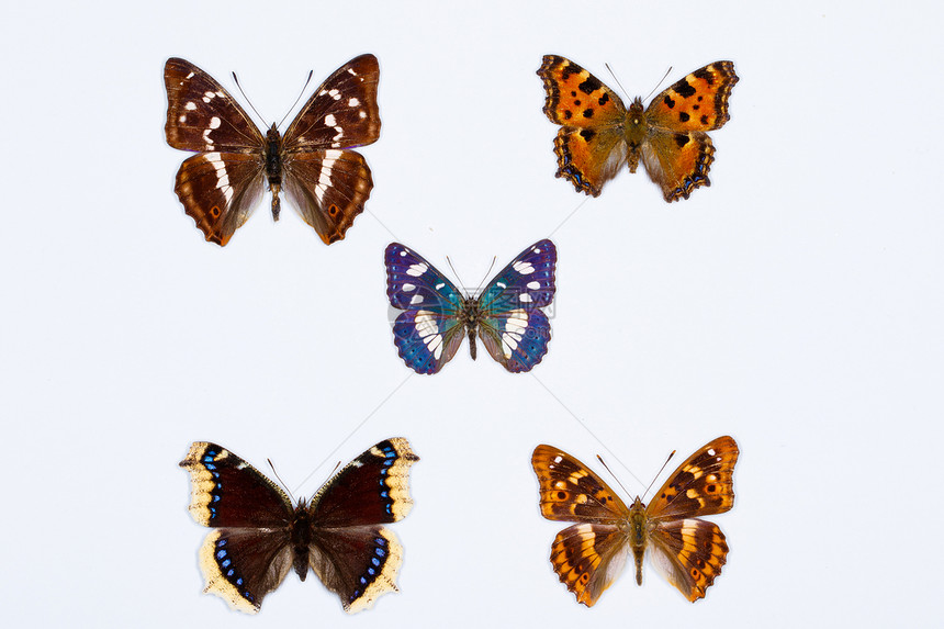 五只刷脚蝴蝶在白色的集合图片