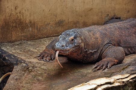 一头大型的科莫多龙Varanuskomodoensis图片