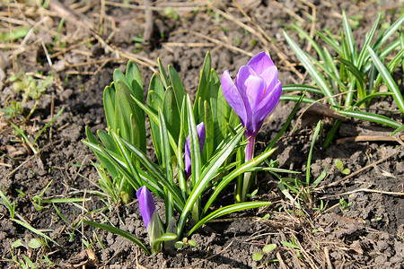 春初紫花栗图片