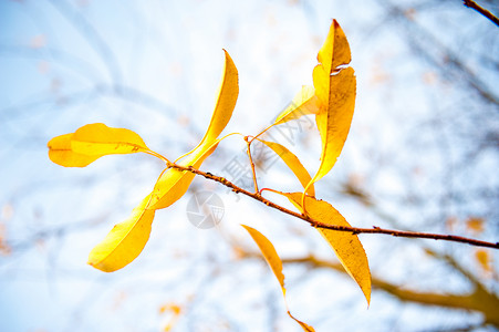 美丽的秋天黄叶的形象图片