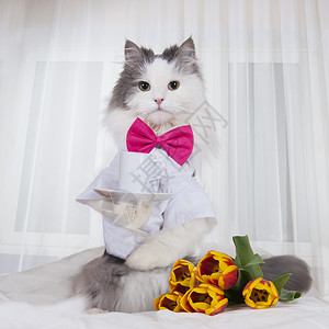 带着一束郁金香花的猫咪带图片
