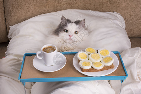 毛茸的猫在床上吃早餐图片