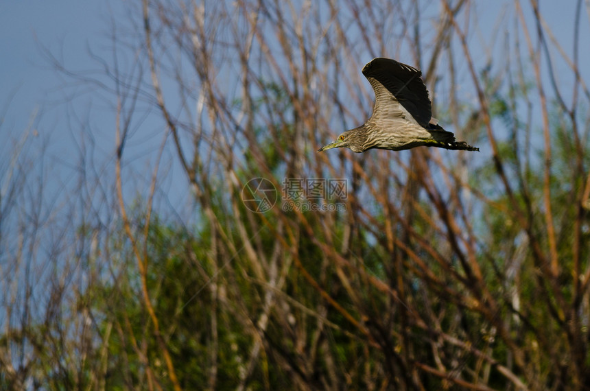 未成熟的黑冠夜鹭在蓝天飞翔图片