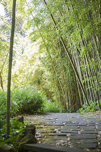 一条石路穿过的竹林景观图片