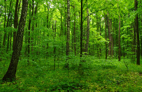 春天美丽的绿色森林图片