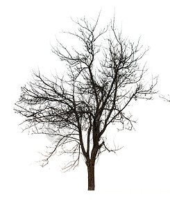 枯树的枝图片