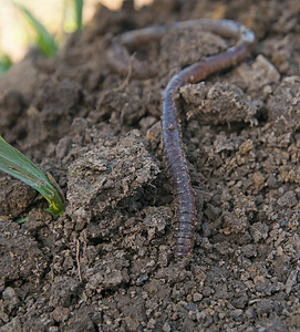 土壤中的蚯蚓图片