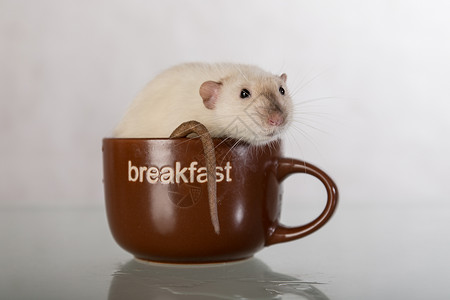 家鼠坐在一个大杯子里图片