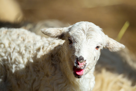 农村场的羊和小羊羔羊是复活图片