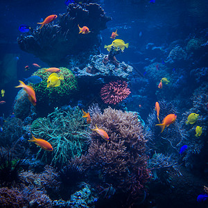 水下天堂珊瑚礁中的热带图片