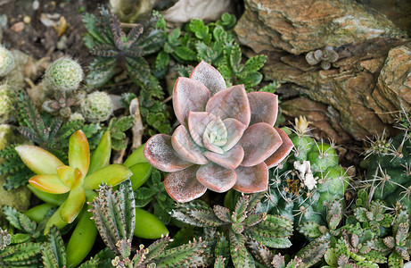 花园里的仙人掌沙漠植物图片