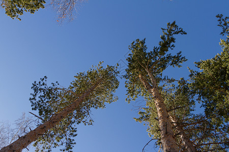 在蓝天背景特写镜头的松树图片