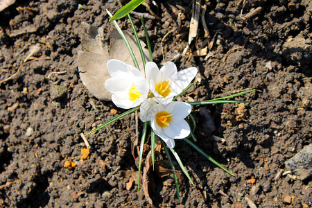 早春的白番红花图片