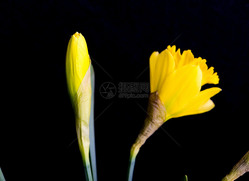 黑色背景上的黄色水仙花天然春天的花朵图片