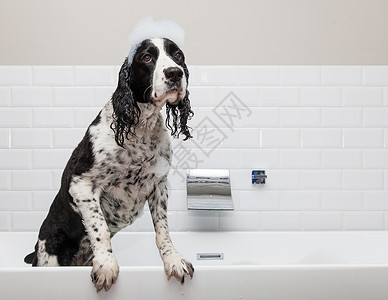浴缸里有可爱的潮湿英国SpanielDog图片