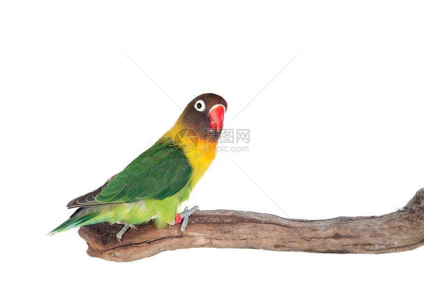 漂亮的鹦鹉有红嘴黄色和绿色图片