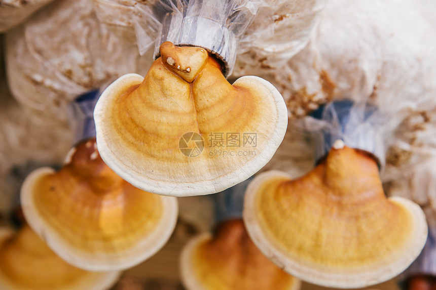在蘑菇农场种植的超市LingzhiGanodermacl图片