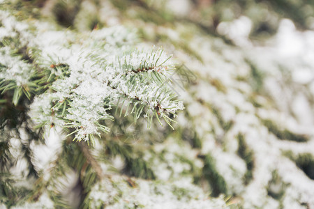 云杉特写背景上的降雪和雾凇图片