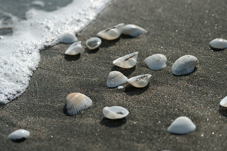 黑沙上的白色贝壳图片