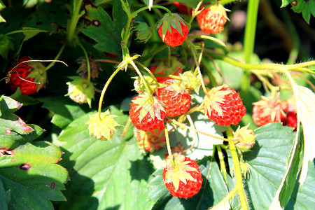 花园里的红色草莓果实图片