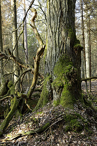 在Bialowieza森林图片