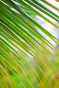 绿色棕榈叶的线条和纹理图片
