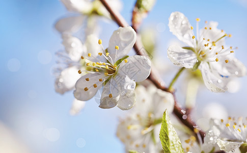 春天的樱桃白花图片