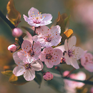 美丽开花的日本樱花季节背景户外自然模糊背景与开花树在春天阳背景图片