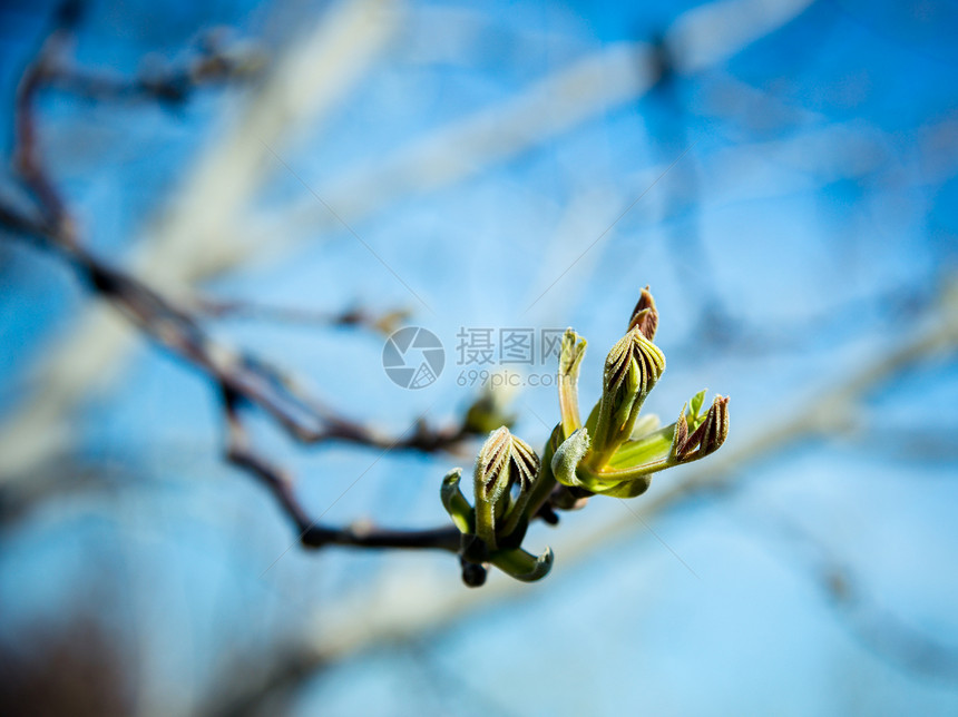 胡桃的花枝图片