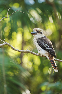 在昆士兰的白天Kookaburra独图片