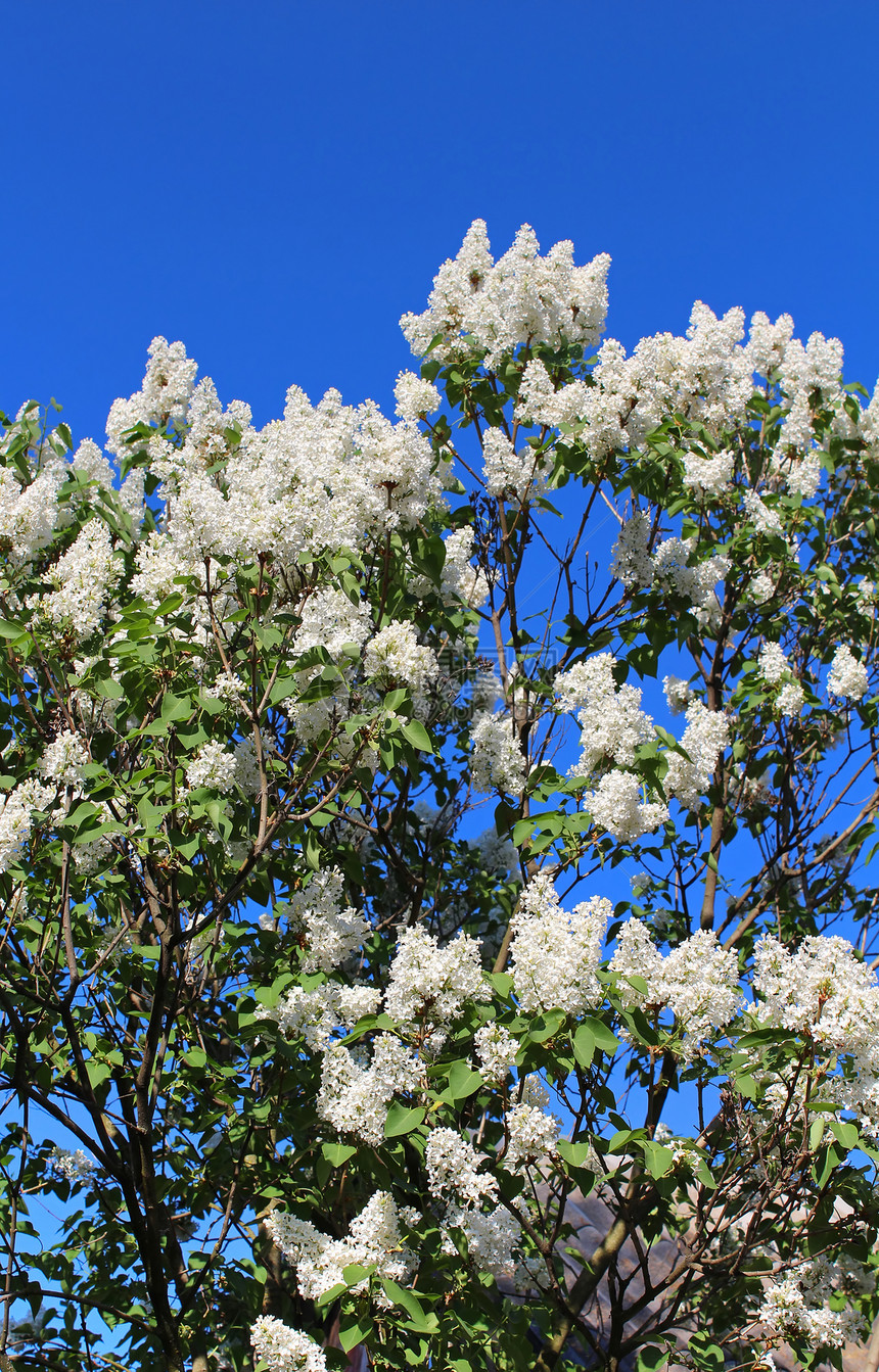 蓝天上的白色丁香花的枝条图片