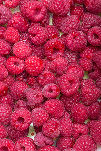 精选新鲜采摘的成熟红树莓图片