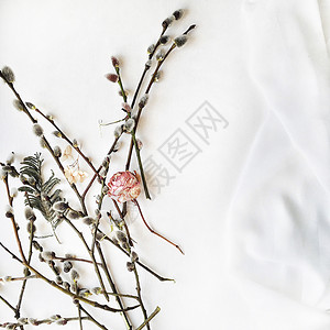 阴柳和玫瑰的阴阳花枝孤立在白色图片