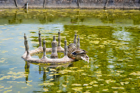 在英格兰埃塞克斯的奥德利终极宫池塘中鸭子图片