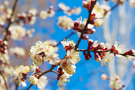 樱桃树樱桃上的春天白花和蕾图片