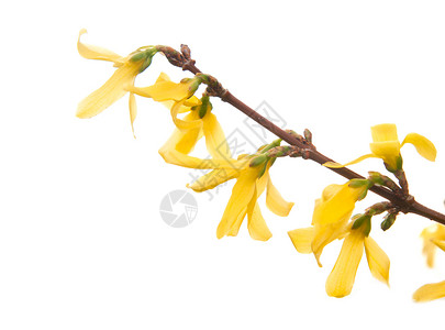 Forsythia花朵的分支白图片