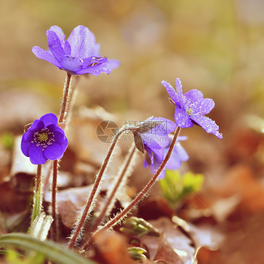 春林中美丽的紫罗兰花图片