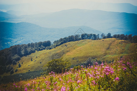 田野夏日山坡上的草地图片