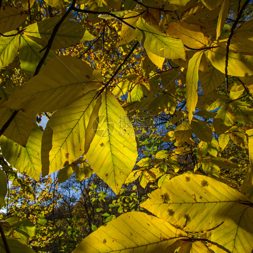 秋天树叶间的光图片