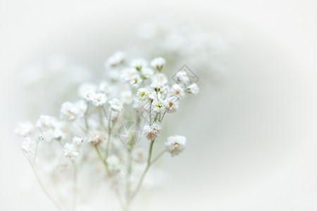 白葡萄花中的白色小花朵充满背景图片