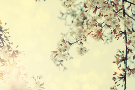 春开白樱花树古老的过滤器有选择软焦点美丽的美背景图片