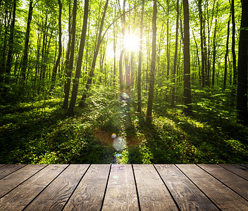 背景春天森林的木地板图片