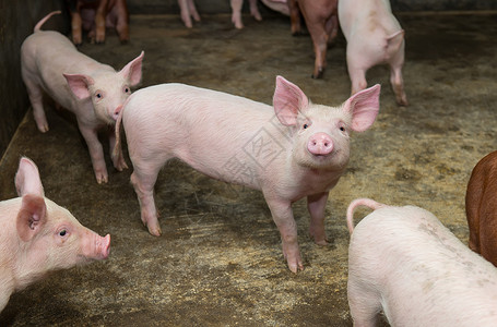 农场里可爱的小猪图片