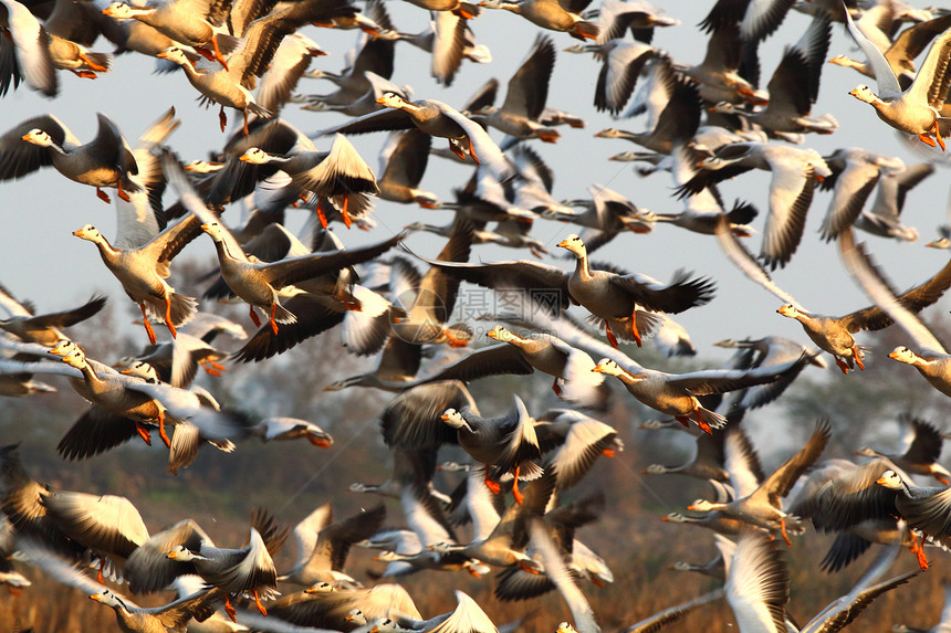 一群条头鹅在日落时分飞翔图片