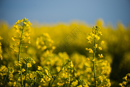 油菜花特写图片