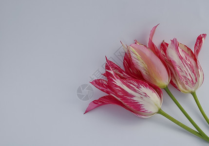 白色背景上的粉红色郁金香花束图片