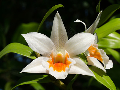 关闭白兰花DendrobiumdraconisRc图片