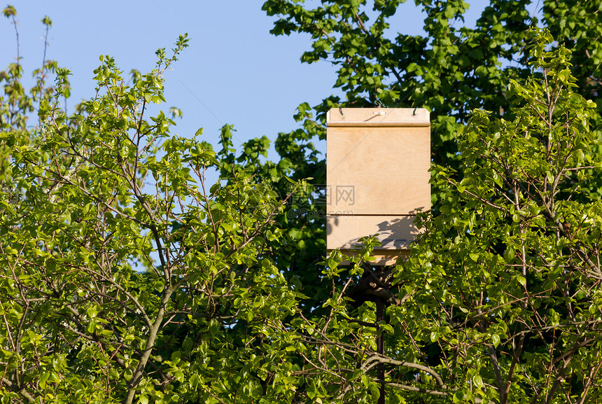 树枝间的木制蝙蝠盒图片