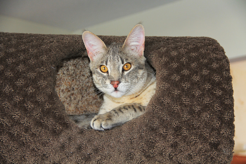 萨凡纳猫一只大斑点和条纹的灰色ServalSavannah小猫图片